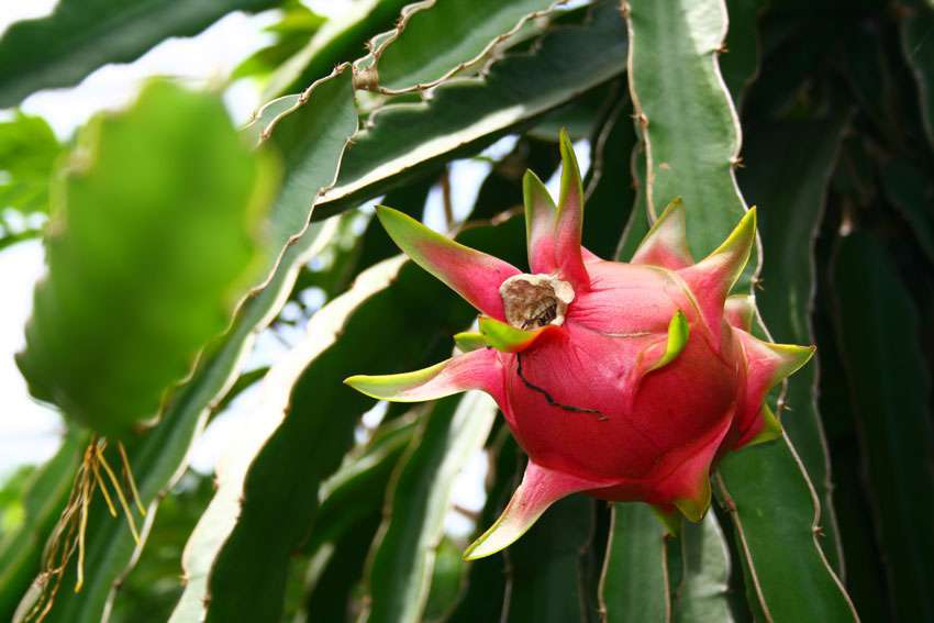 Mekong delta- Fruit