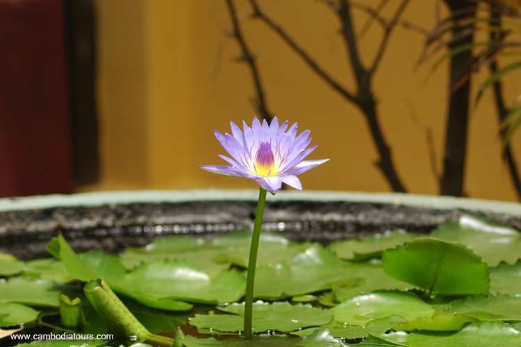 The lotus flower in the Royal Palace in Phnom Penh
