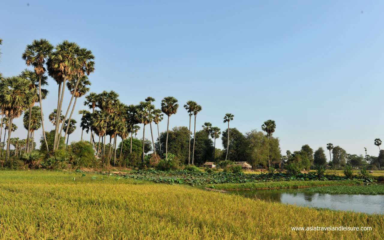 Farmers are  on the rice padding field in Siem Reap