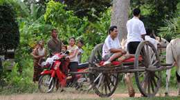 Riding the ox cart in the countryside in Phnom Penh Cambodia