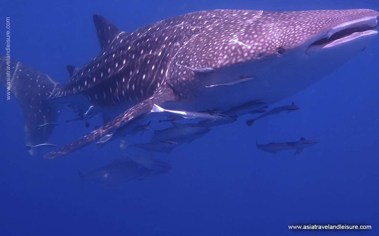 Diving in Koh Tang island 