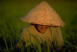 The 30 Best Mekong Delta