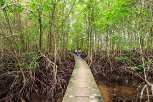 Bang Kayak is a largest mangrove forests in Krasaop natural park (Koh Kong)