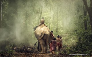 Lifestyfe an elephant and mahout with children traveling on foot