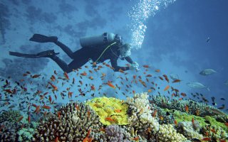 Scuba diving in Sihanoukville