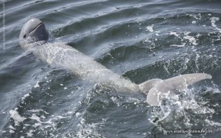 The Irrawaddy dolphin in Kratie Cambodia