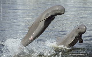 The Irrawaddy dolphins in Kratie Cambodia