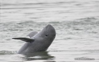 The Irrawaddy dolphin in Kratie Cambodia