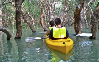 The flooded forest in Siem Reap Cambodia