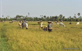 Khmer people harvest rice