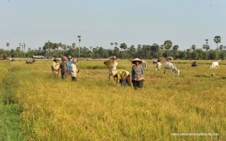 Grand Cambodia - 15 Days